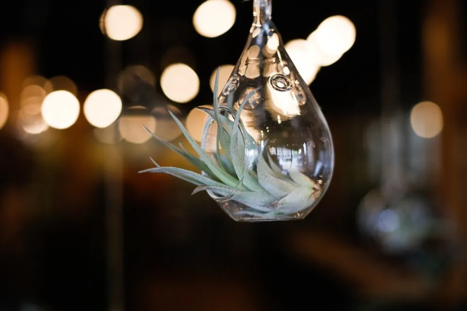 Hanging Glass Teardrop Air Plant Holder