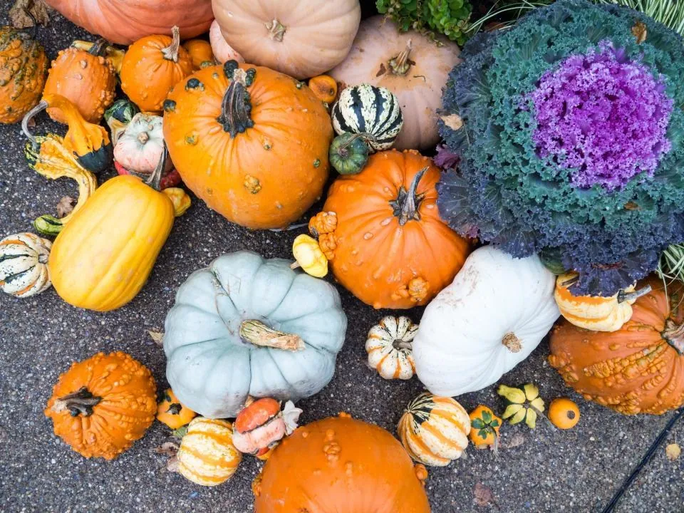 Harvest Gourd Assortment, 8 pc