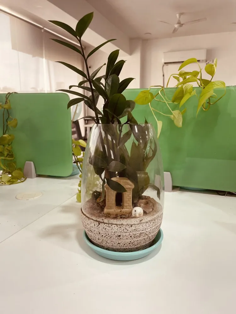 Moss Terrarium Jar with Cork