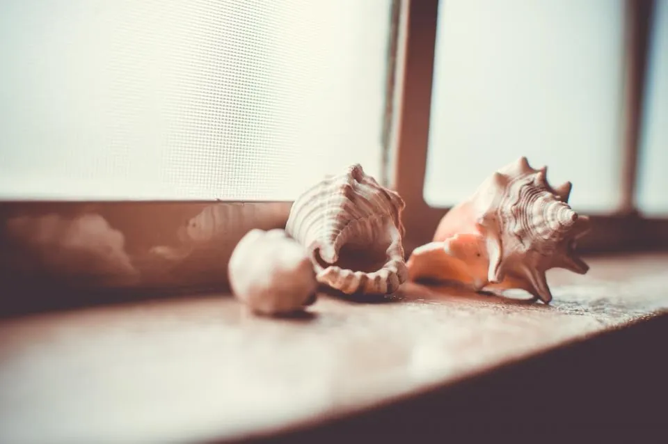 Natural Seashell Collection