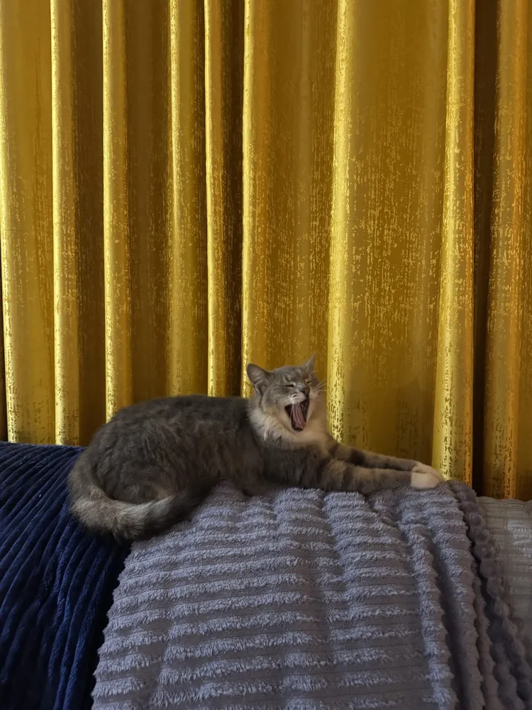 Velvet Curtain Panel in Mustard