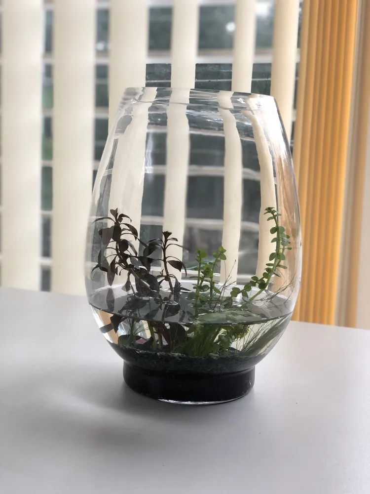 Glass Terrarium Vase, Oval