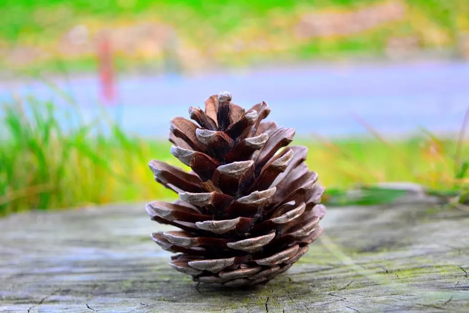 Natural Pine Cones, Bag of 24