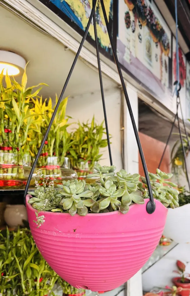Pink Hanging Basket Planter