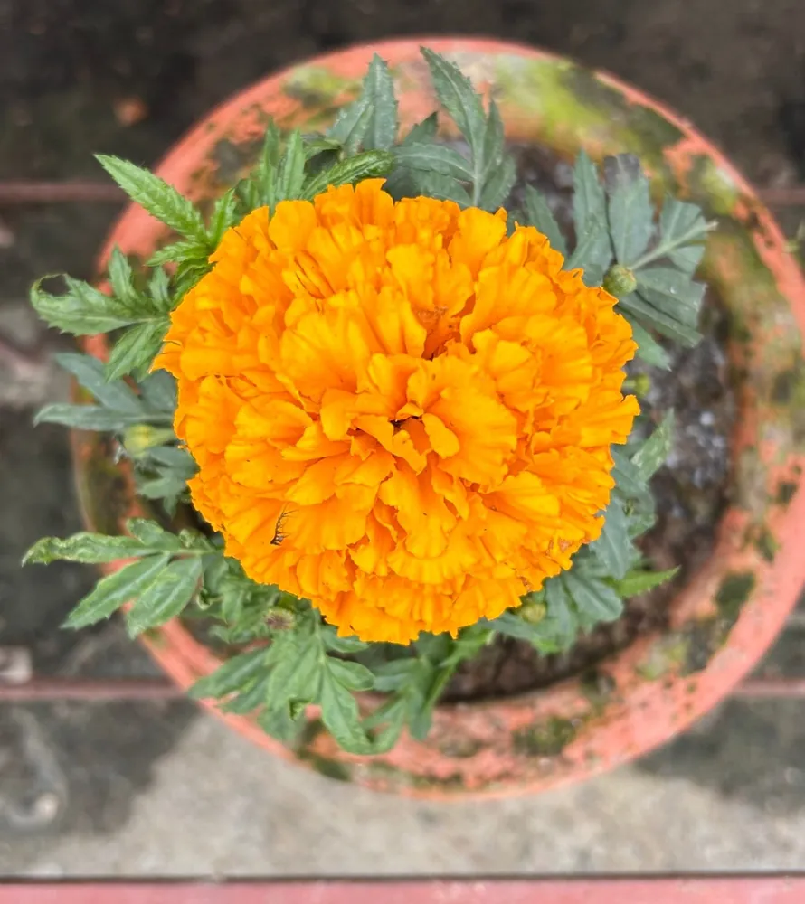 Terracotta Planter, 8 in.